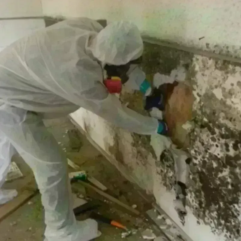 Mold Remediation and Removal in Pinehurst, NC